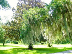 Botany of the Carolinas Coastal Plain, Part 35: A Shaggy Sort of Symbiosis | Charles Pinckney National Historic Site, Mount Pleasant, South Carolina, USA