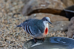 Beautiful adult Luzon bleeding-heart Dove contemplates.