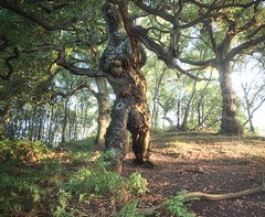 Ent Tree, Staffordshire