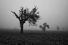 Trees and fog II