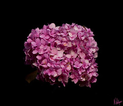 Pink Hydrangea