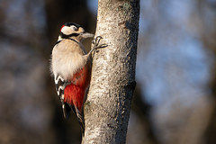 Buntspecht (Dendrocopos major) Männchen