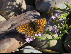 20220717_05 Butterfly near Byrum, Öland, Sweden