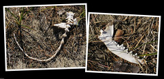 20220717_04 Tail & half a lower jaw (maybe from a fox?) near Byrum, Öland, Sweden