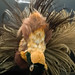 Antique Bird of Paradise fashion accessory