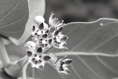 Calotropis procera