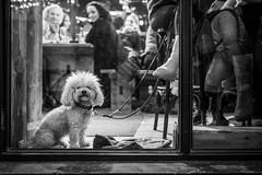 Street Portrait, Düsseldorf