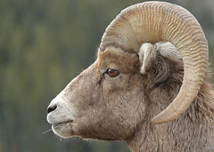 Banff Rocky Mountain Sheep...#10