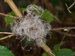 Teasel-QC230142