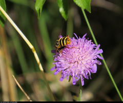 20220717_09 Hoverfly near Byrum, Öland, Sweden