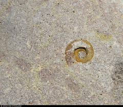 20220717_07 Fossilized spiral shell near Byrum, Öland, Sweden