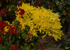 Red and Yellow flowers