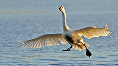 Bewick's Swan - Cygnus columbianus