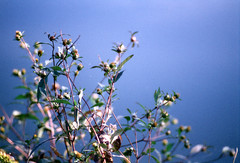 Lake flowers