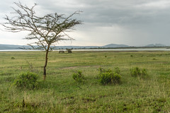 Soysambu Conservancy, Kenya