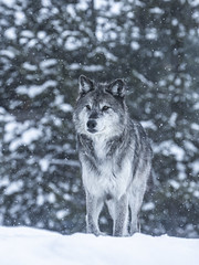 Apex Predator Gray Wolves Wolfpack Winter Snow Sony A1 ILCE-1 Montana Grey Wolf Fine Art Wildlife Photography! Sony Alpha 1 & Sony FE Telephoto Zoom 70-200mm f/2.8 GM OSS! West Yellowstone Elliot McGucken Wildlife Photography Sony Alpha1 !