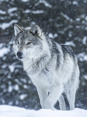 Apex Predator Gray Wolves Wolfpack Winter Snow Sony A1 ILCE-1 Montana Grey Wolf Fine Art Wildlife Photography! Sony Alpha 1 & Sony FE Telephoto Zoom 70-200mm f/2.8 GM OSS! West Yellowstone Elliot McGucken Wildlife Photography Sony Alpha1 !