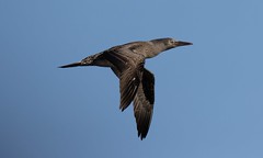 Alcatraz atlántico (juv.) - Nothern gannet (juv.) - Morus bassanus