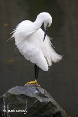 Little Egret/Eigrit bheag (Egretta garzetta)