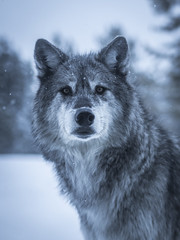 Apex Predator Gray Wolves Wolfpack Winter Snow Sony A1 ILCE-1 Montana Grey Wolf Fine Art Wildlife Photography! Sony Alpha 1 West Yellowstone Elliot McGucken Wildlife Photography Sony Alpha1 !