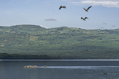 Soysambu Conservancy, Kenya