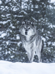 Apex Predator Gray Wolves Wolfpack Winter Snow Sony A1 ILCE-1 Montana Grey Wolf Fine Art Wildlife Photography! Sony Alpha 1 & Sony FE Telephoto Zoom 70-200mm f/2.8 GM OSS! West Yellowstone Elliot McGucken Wildlife Photography Sony Alpha1 !