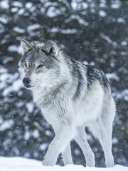 Apex Predator Gray Wolves Wolfpack Winter Snow Sony A1 ILCE-1 Montana Grey Wolf Fine Art Wildlife Photography! Sony Alpha 1 & Sony FE Telephoto Zoom 70-200mm f/2.8 GM OSS! West Yellowstone Elliot McGucken Wildlife Photography Sony Alpha1 !