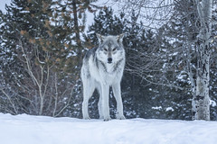 Apex Predator Gray Wolves Wolfpack Winter Snow Sony A1 ILCE-1 Montana Grey Wolf Fine Art Wildlife Photography! Sony Alpha 1 & Sony FE Telephoto Zoom 70-200mm f/2.8 GM OSS! West Yellowstone Elliot McGucken Wildlife Photography Sony Alpha1 !