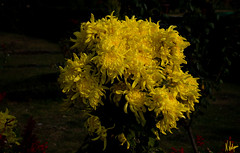 Indian Yellow Chrysanthemum