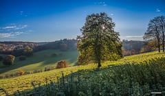 Looking south-west towards a setting sun above the North Downs near Westcott, Surrey.