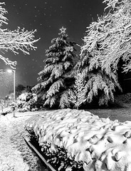 Southwest Corridor Park Xmas Tree