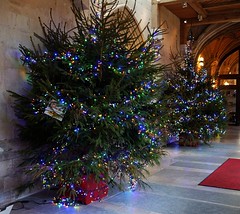 Cloister Christmas trees