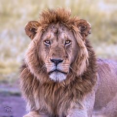 King of the Savanna, The Lion.