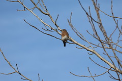 Eastern Bluebirds During Runyon's Visit to Rolling Hills County Park (Ypsilanti, Michigan) - November 8th, 9th, & 10th, 2024 - 314/2024  151/P365Year17  5995/P365all-time – (November 9, 2024)