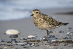 Goldregenpfeifer / Golden Plover