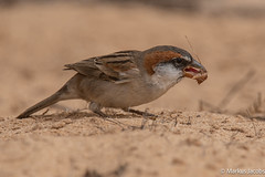 Male Iago Sparrow