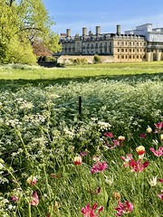 Spring in Cambridge