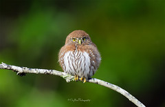 Northern Pygmy Owl