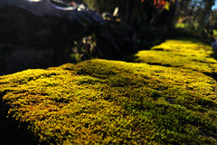 Mossy Wall