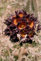 Flower of Desmidorchis speciosa, a milkweed; Kotido, Northern Region, Uganda 1995