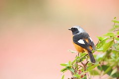 Daurian redstart