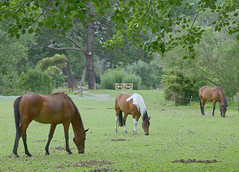 Horses in Paddock