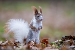 Red squirrel