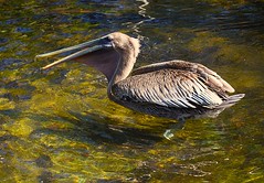 Brown Pelican