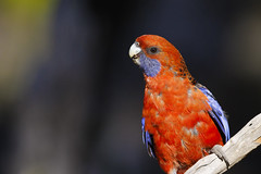 Crimson Rosella (Platycercus elegans)