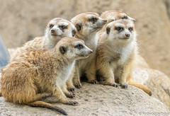 Meerkat Love