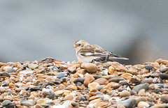 Snow Bunting on the Beach.