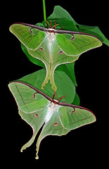 Two Freshly Hatched Luna Moths Using A Canon Macro Flash