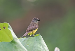 Dusky-chested Flycatcher (Ecuador)