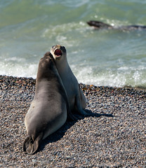 Squaring up to one and other.